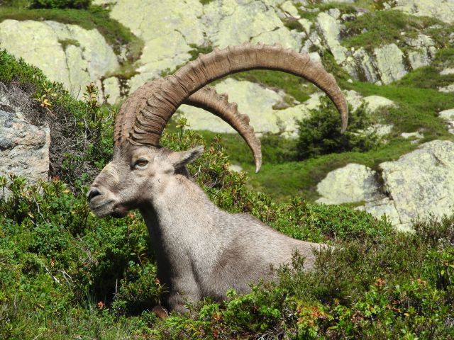 One of the large male ibexes